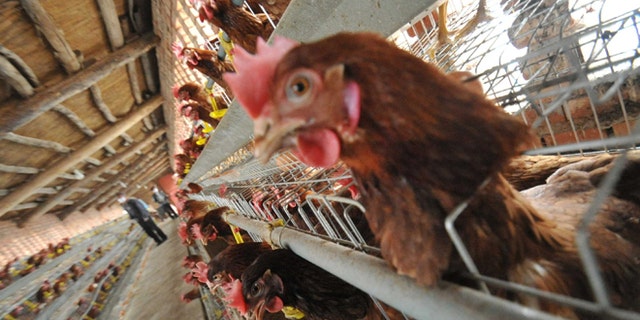 YUNCHENG, CHINA - APRIL 18: (CHINA OUT) Chickens are seen at a poultry farm on April 18, 2013 in Yuncheng, China. China on Thursday confirmed five new cases of H7N9 avian influenza, bringing the total to 87 cases in the country, with 17 deaths. (Photo by ChinaFotoPress/ChinaFotoPress via Getty Images)
