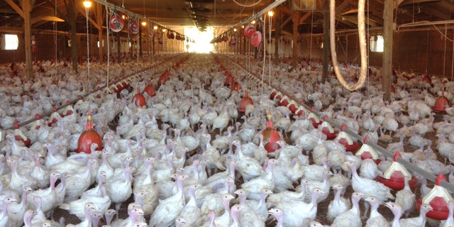 This photo provided by Bethany Hahn shows a flock of turkeys at a Minnesota poultry farm. (Bethany Hahn via AP)