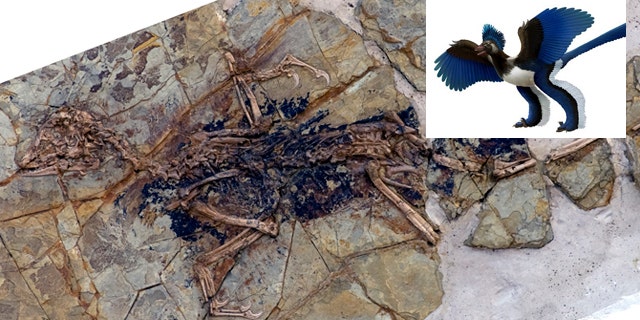 This undated photo released by Nature shows the fossilized skeleton of what scientists at the Chinese Academy of Sciences in Beijing are dubbing "Xiaotingia zhengi." Its discovery helped scientists propose an evolutionary tree that suggests archaeopteryx is not a bird.