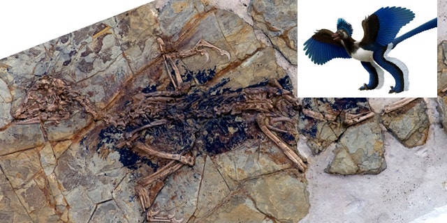 This undated photo released by Nature shows the fossilized skeleton of what scientists at the Chinese Academy of Sciences in Beijing are dubbing "Xiaotingia zhengi." Its discovery helped scientists propose an evolutionary tree that suggests archaeopteryx is not a bird.