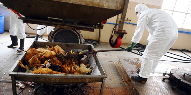 Employees dispose uninfected dead birds at a treatment plant as part of preventive measures against the H7N9 bird flu in Guangzhou, Guangdong province in China.