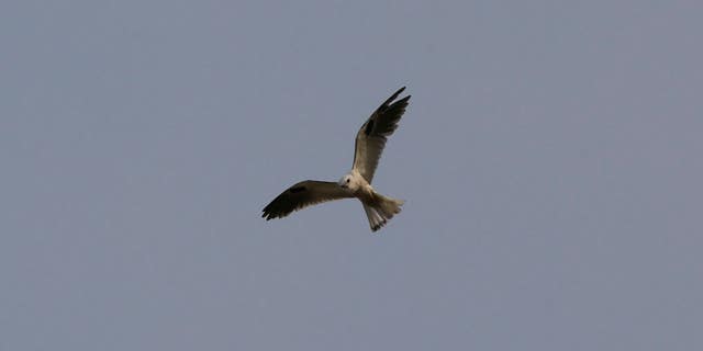 Flying arsonist? A bird of the kite species flies above a wildfire in Colombia.