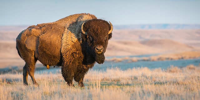 An Ohio woman was gored by a bison in Yellowstone National Park on Monday, park officials said.