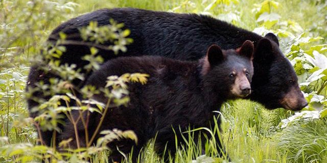 **FILE** A black bear sow and her cub wander around Juneau, Alaska, in this undated file photo. A ballot measure to outlaw bear baiting will be on the Nov. election balltot. Both sides in the debate over the measure are accusing each other of allowing outside forces to come in and determine what is good for Alaska. Bear baiting, putting out food as a lure, usually something sweet or greasy, is illegal in 41 states. In Alaska, it can be used only to hunt black bears, not grizzlies. (AP Photo/David J. Sheakley)