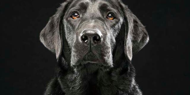 Labrador Retriever en 2013. Les chiens appartenant à la race sont testés comme dépistage COVID-19.