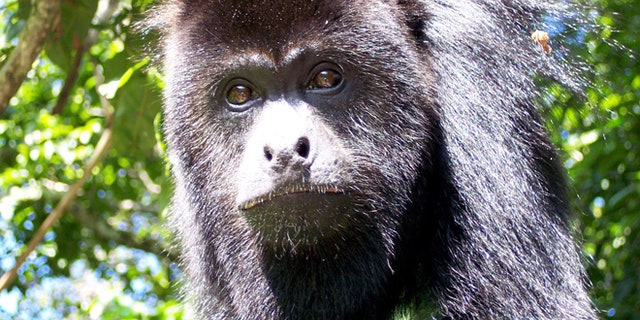 ** FOR IMMEDIATE RELEASE **A rare black howler monkey dangles from a branch in the Community Baboon Sanctuary at Bermudian Landing in Belize, Central America, on Dec. 24, 2005. Some 200 private land owners voluntarily protect 20 square miles of habitat for the monkeys, whose population now exceeds 2,000. (AP Photo/Vicki Smith)