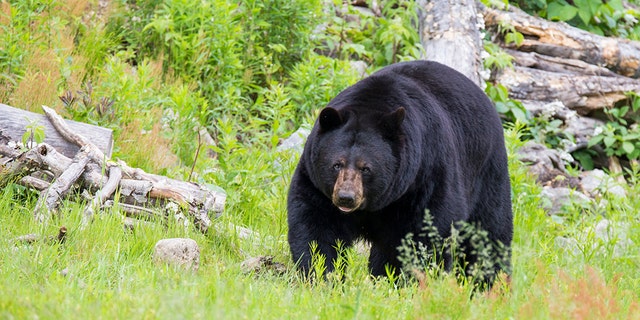 Louisiana man who killed black bear gets $10G fine | Fox News