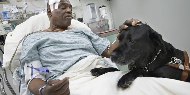 December 17, 2013: Cecil Williams pets his guide dog Orlando in his hospital bed following a fall onto subway tracks from the platform in New York. The blind 61-year-old Williams says he fainted while holding onto his black labrador who tried to save him from falling. Both escaped without serious injury. (AP Photo/John Minchillo)