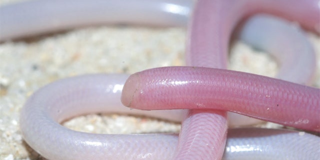 Blind snakes have been discovered to be one of the few species now living in Madagascar that existed there when it broke from India about 100 million years ago, according to a new genetic study.