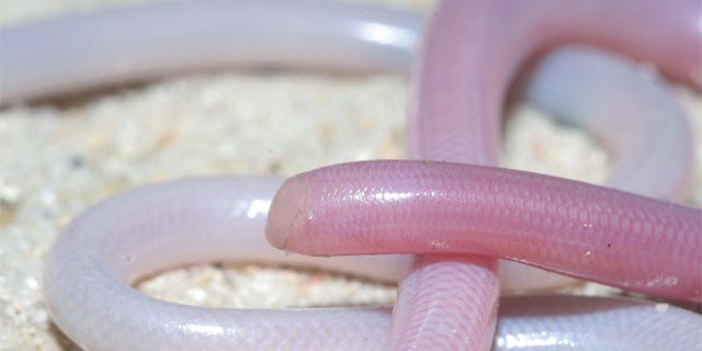 Blind snakes have been discovered to be one of the few species now living in Madagascar that existed there when it broke from India about 100 million years ago, according to a new genetic study.