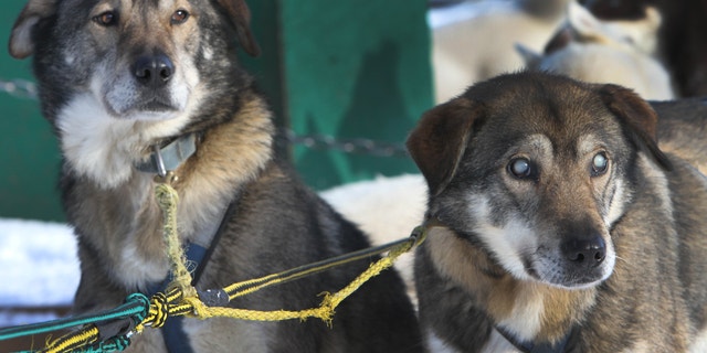 Jan. 17, 2013: Sled dogs Poncho, left, and his blind brother Gonzo are hooked up for a run at the Muddy Paw Sled Dog Kennel.