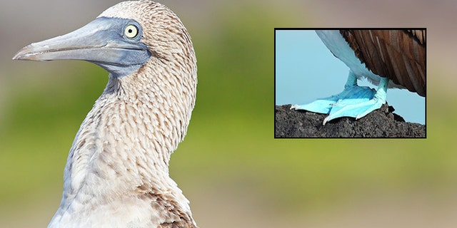 A photo of a blue-footed booby, taken in the Galapagos Islands. The booby is reportedly expanding its terrritority into California.