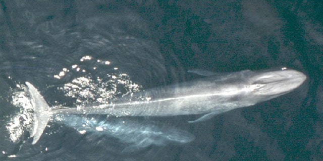 Study: California blue whale population rebounds from whaling | Fox News