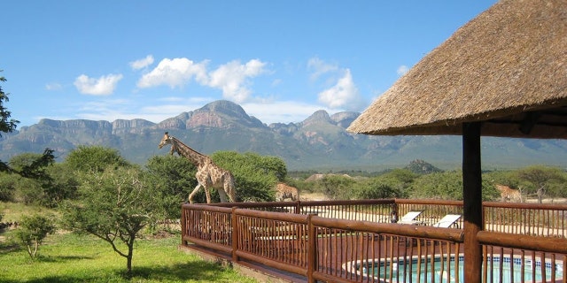 A giraffe trampled on a mother and her son near their home on the Blyde Wildlife Estate near Hoedspruit, South Africa.
