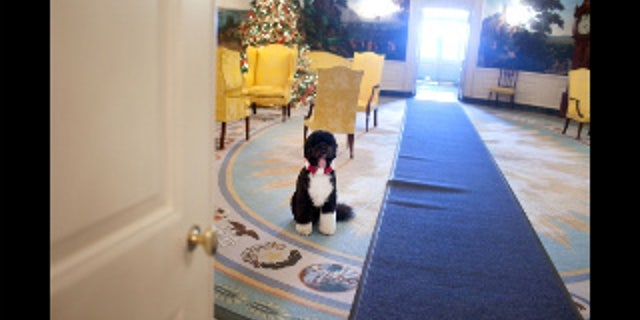 Bo, the Obama family dog, waits near a Christmas tree in the Diplomatic Reception Room of the White House, December 3, 2009. (Official White House Photo by Samantha Appleton)