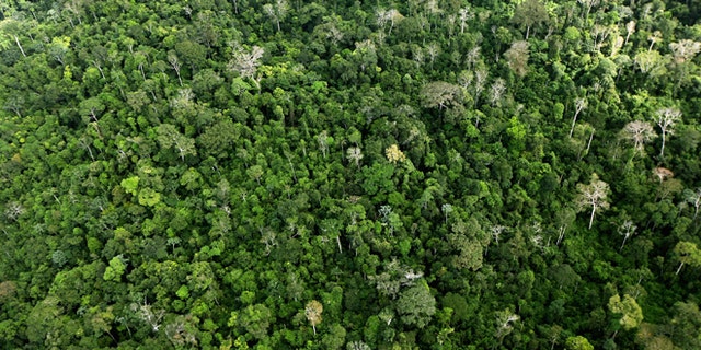 NEAR ALTAMIRA, BRAZIL - JUNE 15: The Amazon rainforest is seen near construction of the Belo Monte dam complex in the Amazon basin on June 15, 2012 near Altamira, Brazil. Belo Monte will be the world?s third-largest hydroelectric project and will displace up to 20,000 people while diverting the Xingu River and flooding as much as 230 square miles of rainforest. The controversial project is one of around 60 hydroelectric projects Brazil has planned in the Amazon to generate electricity for its rapidly expanding economy. While environmentalists and indigenous groups oppose the dam, many Brazilians support the project. The Brazilian Amazon, home to 60 percent of the world?s largest forest and 20 percent of the Earth?s oxygen, remains threatened by the rapid development of the country. The area is currently populated by over 20 million people and is challenged by deforestation, agriculture, mining, a governmental dam building spree, illegal land speculation including the occupation of forest reserves and indigenous land and other issues. Over 100 heads of state and tens of thousands of participants and protesters will descend on Rio de Janeiro, Brazil, later this month for the Rio+20 United Nations Conference on Sustainable Development or ?Earth Summit?. Host Brazil is caught up in its own dilemma between accelerated growth and environmental preservation. (Photo by Mario Tama/Getty Images)