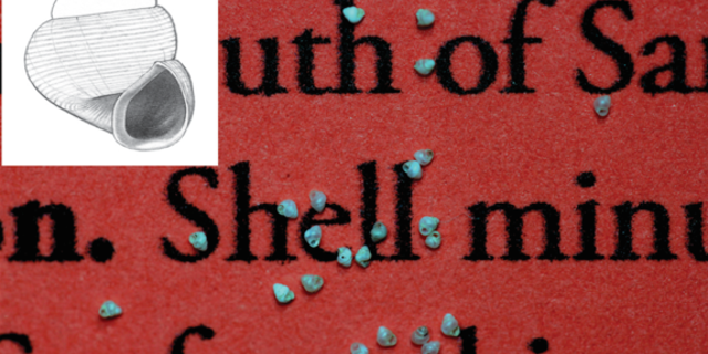The newly identified snail, the world's smallest on record, is tiny compared to the small font used in the journal ZooKeys where it is described.