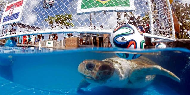 A turtle named "Cabecao," or Big Head, swims in a pool in Praia do Forte, Brazil, Tuesday, June 10, 2014. The turtle, Brazil's answer to German octopus Paul who started the psychic animal craze during the 2010 World Cup, predicted Tuesday that the host nation will beat Croatia in the opening game of the World Cup on Thursday. (AP Photo/Lucio Tavora, Agencia A Tarde)