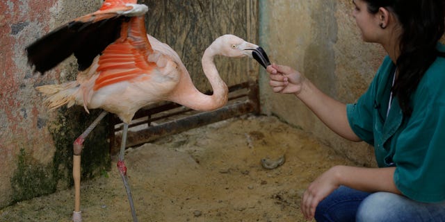 Rode Gomes, a zoo veterinarian, visits with a Chilean flamingo using a specially-made prosthetic leg, at a zoo in Sorocaba, Brazil, Tuesday, June 23, 2015. Zookeepers in southeastern Brazil say they think its the first time a flamingo has used a prosthetic leg. The 7-inch carbon limb was donated by a local prosthesis manufacturer. (AP Photo/Nelson Antoine)