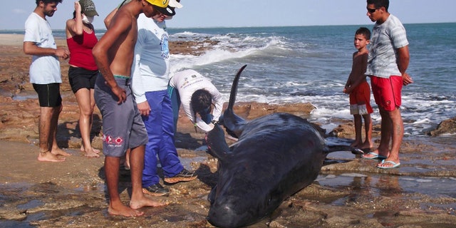 People look on as biologists inspect a dolphin on Upanema beach in the Areia Branca municipality of Rio Grande.