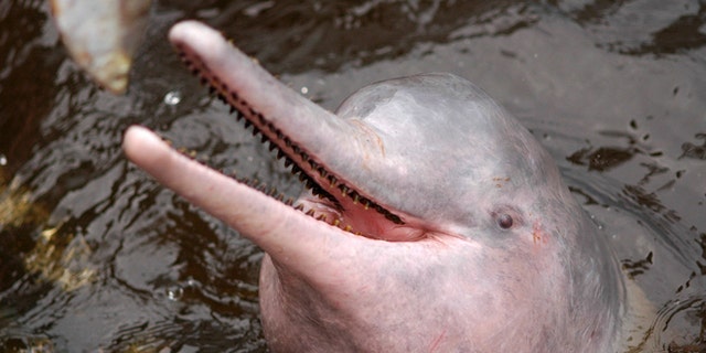 Brazil Implements Plan To Halt Killing Of Amazon Pink Dolphin Widely Used As Bait Fox News