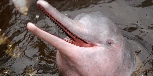 Brazil Implements Plan To Halt Killing Of Amazon Pink Dolphin Widely Used As Bait Fox News Brazil Implements Plan To Halt Killing Of Amazon Pink Dolphin Widely Used As Bait Fox News