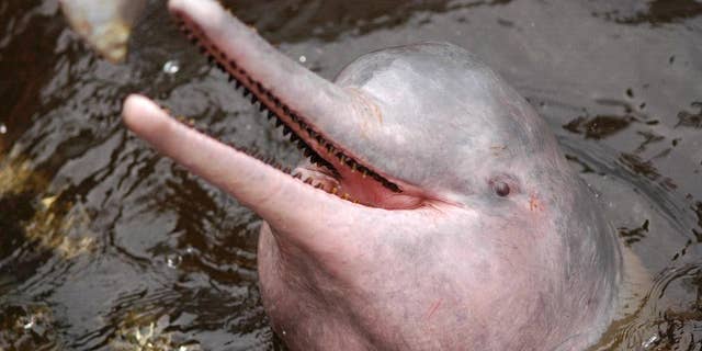 FILE - In this Nov. 2005 FILE photo released by Instituto Nacional de Pesquisas da Amazonia (INPA), an Amazon river dolphin swims in the Airao River in Amazonas state, Brazil. Brazil will temporarily ban the catch of a type of catfish in an effort to halt the killing of the Amazon pink dolphin, whose flesh is used as bait, the Fishing and Aquaculture Ministry said Tuesday, June, 3, 2014. (AP Photo/Sefora Antela Violante, INPA, File)