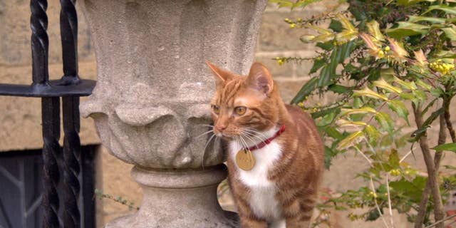 This is an undated handout photo issued by the National Trust, via PA on Monday March 10, 2014 of Jock VI, the new kitten who has taken up residence at Sir Winston Churchill's former country home of Chartwell southern England to honour a request made by the ex-prime minister and his family. For his 88th birthday in 1962, Churchill was given a marmalade cat named Jock after one of his private secretaries, Sir John "Jock" Colville, who gave him the pet. The cat was so dear to Churchill that Jock attended many Cabinet meetings. As well as Churchill, his relatives requested that there should always be a marmalade cat named Jock with a white bib and four white socks resident at Chartwell . (AP Photo/Iain Carter/National Trust/PA) UNITED KINGDOM OUT NO SALES NO ARCHIVE