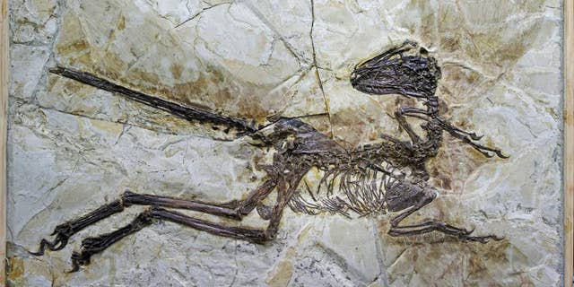 A nearly complete, new feather-winged dinosaur fossil has been unearthed in China.
