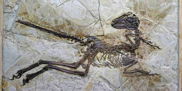 A nearly complete, new feather-winged dinosaur fossil has been unearthed in China.
