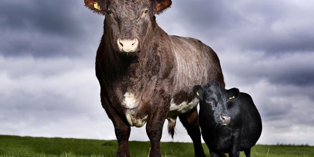 Swallow, right, an 11-year-old cow from Yorkshire poses next to Freddie the bull. The minuscule cow (with a taste for contemporary music) has been named the world's smallest by the Guinness World Records book.