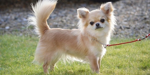 This undated family handout photo shows Valenchino Chihuahua Xena, who was named Best Puppy in Breed at Crufts 2014, and was snatched with four other dogs, including her mother Io and grandmother Angel, from a house in East Yorkshire on Thursday. British police are appealing for help finding five stolen dogs, including a Chihuahua puppy that recently won a major prize at the prestigious Crufts competition. The thieves apparently broke into a house in the village of Lissett in central England and made off with the valuable dogs. Humberside police said Sunday they are asking the public to provide any leads. (AP Photo)