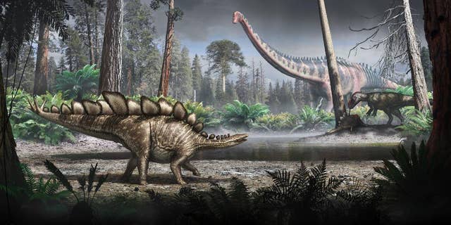 This undated handout photo issued by the Natural History Museum, shows an artist's impression of how Sophie, the world's most complete Stegosaurus skeleton, may have looked. Scientists at a British museum have worked out the weight of Sophie, one of the world’s most complete Stegosaurus skeletons, it was reported on Wednesday, March 4, 2015. London’s Natural History Museum says Sophie, a young adult when it died, weighed around 1.6 tons and was about the same size as a small rhinoceros. The scientists worked out the dinosaur's body mass after creating a 3D digital version of its skeleton, calculating the volume of flesh around the bones, and comparing the data with information from similar-sized modern animals. (AP Photo/PA, Bob Nicholls/Natural History Museum)