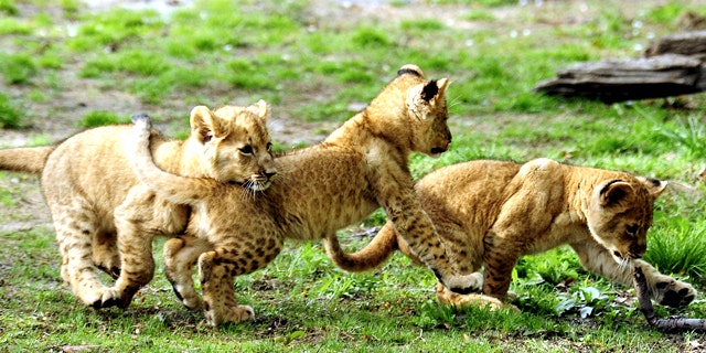 Triplet African lion cubs, born on January 27, play in the Bronx Zoo's African Plains habitat in New York in April.