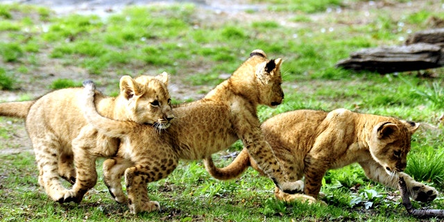 Triplet African lion cubs, born on January 27, play in the Bronx Zoo's African Plains habitat in New York in April.