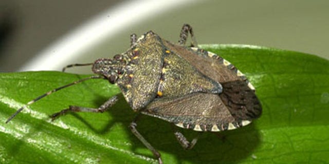 The brown marmorated stink bug(Halyomorpha halys) is indigenous to Asia and is considered an agricultural pest in Japan.