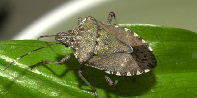The brown marmorated stink bug(Halyomorpha halys) is indigenous to Asia and is considered an agricultural pest in Japan.