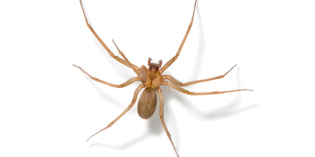 A brown recluse spider.