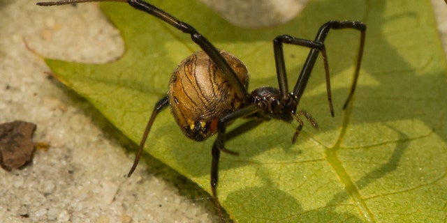 A brown widow spider.