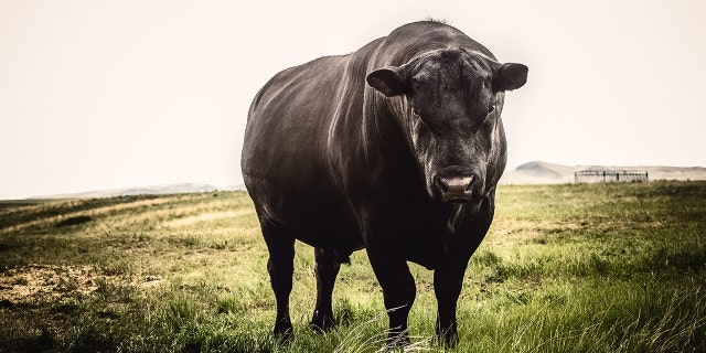 A 2,000-pound bull briefly escaped to avoid a planned circumcision.