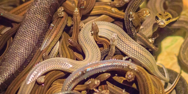 Snakes on a plane just got literal. A passenger flying from Düsseldorf to Moscow caused a stir when it was discovered he was carrying 20 snakes in his bag.