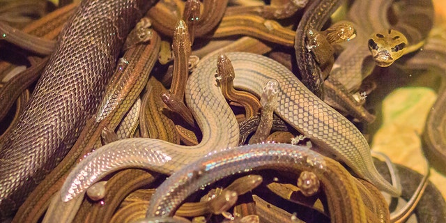 Snakes on a plane just got literal. A passenger flying from Düsseldorf to Moscow caused a stir when it was discovered he was carrying 20 snakes in his bag.