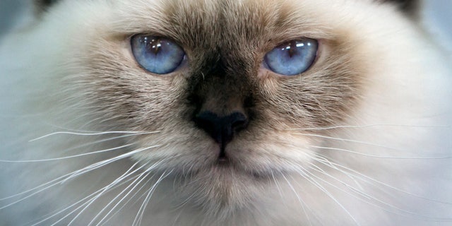 A Burmese cat looks on while being evaluated by a judge at an international cat beauty show in Bucharest, Romania, Sunday, Oct. 2, 2011.Up to 300 cats mainly from countries in central and eastern Europe entered the two day competition. (AP Photo/Vadim Ghirda)