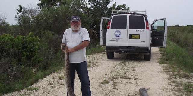Officials caught and euthanized the 15.6-foot-long female snake in the Everglades on June 3, 2013.