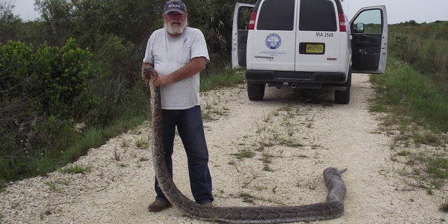 Officials caught and euthanized the 15.6-foot-long female snake in the Everglades on June 3, 2013.