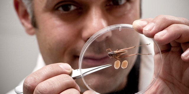 Researchers Karim Vahed holds a specimen of a male Tuberous bushcricket, seen together with its tremendous testicles.