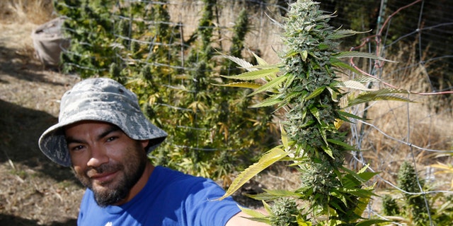 In this Wednesday, Oct. 12, 2016 photo, Rolie Gonzalez III displays a branch of marijuana buds taken for a plant on the farm of grower Laura Costa, near Garberville, Calif. Though Costa and many illegal farmers say they have yearned for the legitimacy and respectability that can come with legalization, they fear the passage of Proposition 64, on the Nov. 8 ballot, which would legalize the recreational use of marijuana, will not only cost them money, but could put them out of business. (AP Photo/Rich Pedroncelli)