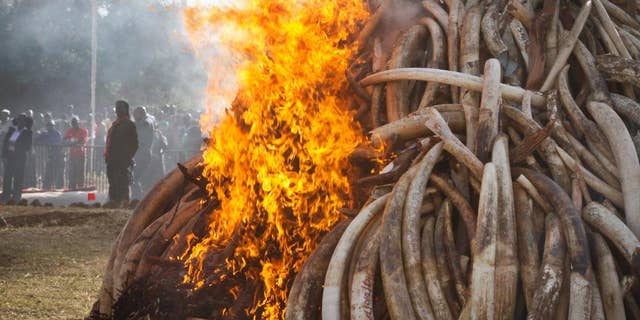 FILE - In this file photo taken March 2015, fifteen tons of elephant tusks are set on fire during an anti-poaching ceremony at Nairobi National Park in Nairobi, Kenya. Conservationists say it's a possible game-changer in the struggle to curb the slaughter of elephants: a pledge by a Chinese official to stop the ivory trade in a country whose vast consumer market drives elephant poaching across Africa. (AP Photo/Khalil Senosi-File)