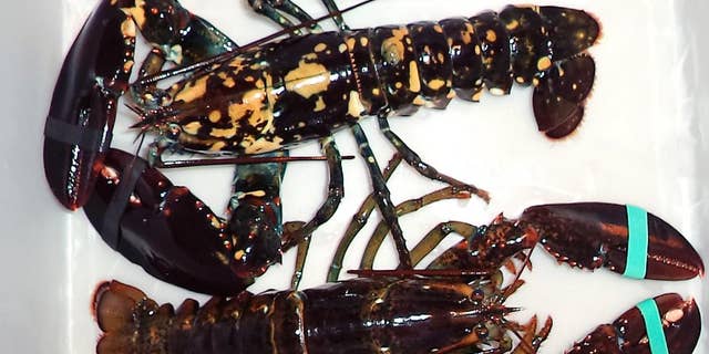 In this Sept. 9, 2014 photo provided by Sarah Lane, a calico lobster, top, sits alongside a normal lobster in a bin at Bethel Bait Tackle & More in Bethel, Maine. Lane said the mottled creature was found in a crate of lobsters brought from the Pemaquid Lobster Co-op in Bristol during the previous weekend. Calico lobsters appear at a frequency of about one per 30 million. (AP Photo/Sarah Lane)