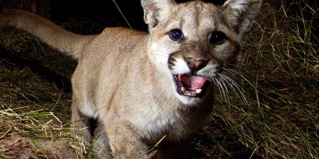 A remote camera recently captured photos of a mountain lion and her 10-month-old kittens, P-28 and P-30, feeding on a kill in Malibu Creek State Park, Calif. Warning: Pictures that follow contain graphic content.